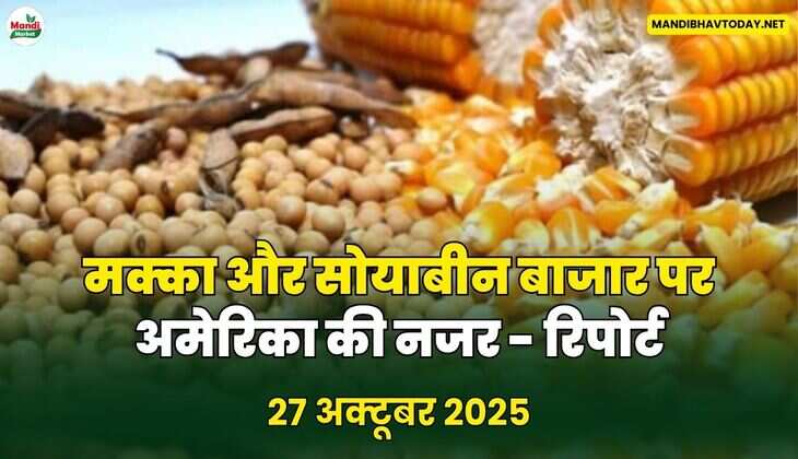 मक्का और सोयाबीन बाजार पर अमेरिका की नजर - रिपोर्ट