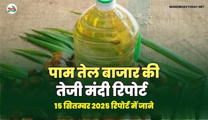 पाम तेल बाजार की तेजी मंदी रिपोर्ट - 15 SEP 2025 