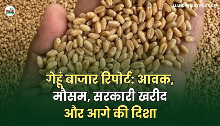 गेहूं बाजार रिपोर्ट: आवक, मौसम, सरकारी खरीद और आगे की दिशा