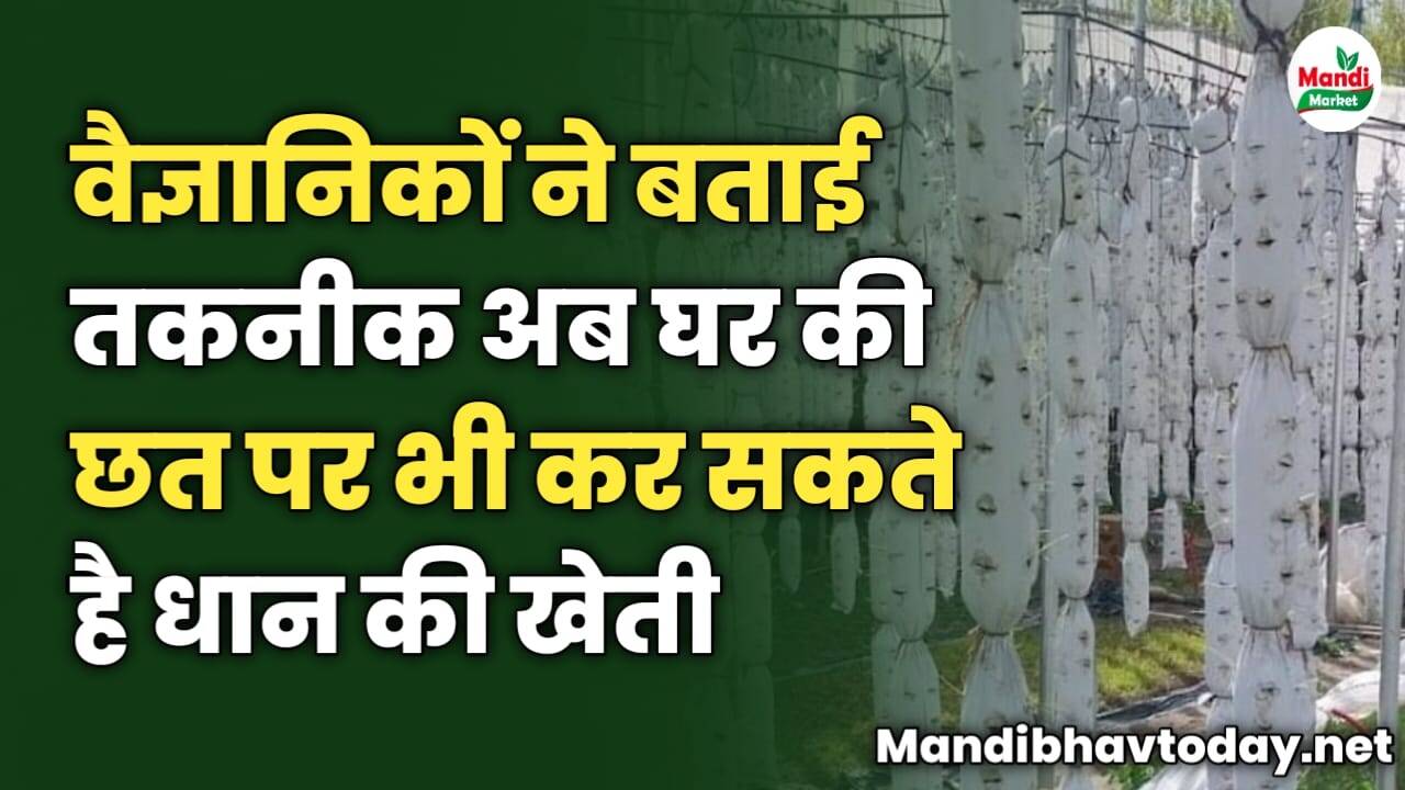वैज्ञानिकों ने बताई तकनीक अब घर की छत पर भी कर सकते है धान की खेती | जाने पूरी जानकारी इस रिपोर्ट में
