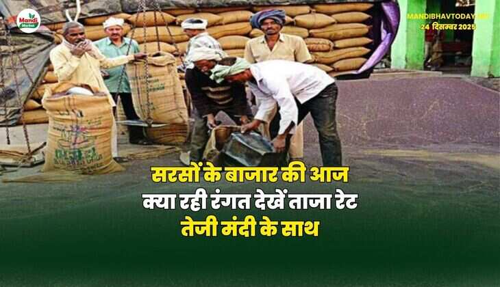 सरसों के बाजार की आज क्या रही रंगत | देखें ताजा रेट तेजी मंदी के साथ