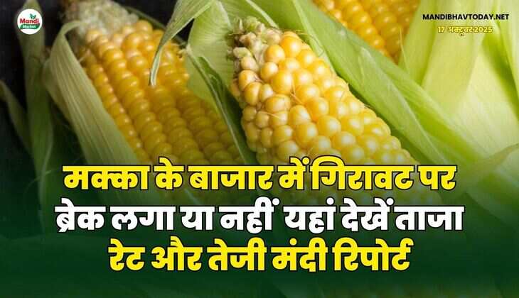 मक्का के बाजार में गिरावट पर ब्रेक लगा या नहीं | यहां देखें ताजा रेट और तेजी मंदी रिपोर्ट