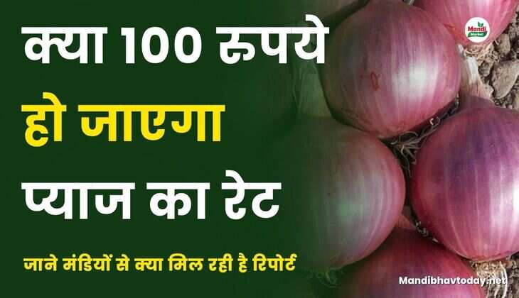 क्या 100 रुपये हो जाएगा प्याज का रेट | जाने मंडियों से क्या मिल रही है रिपोर्ट