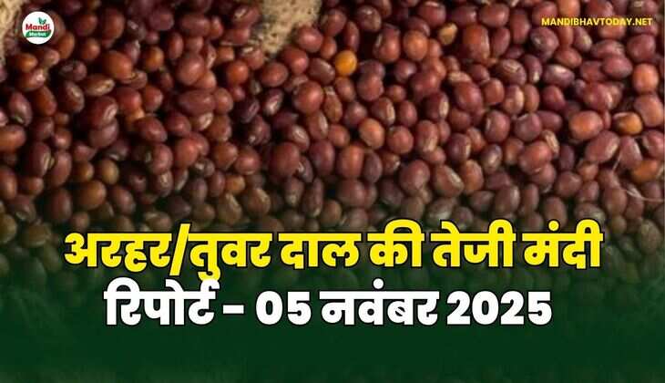 अरहर /तुवर  दाल की तेजी मंदी रिपोर्ट - 05 नवंबर 2025