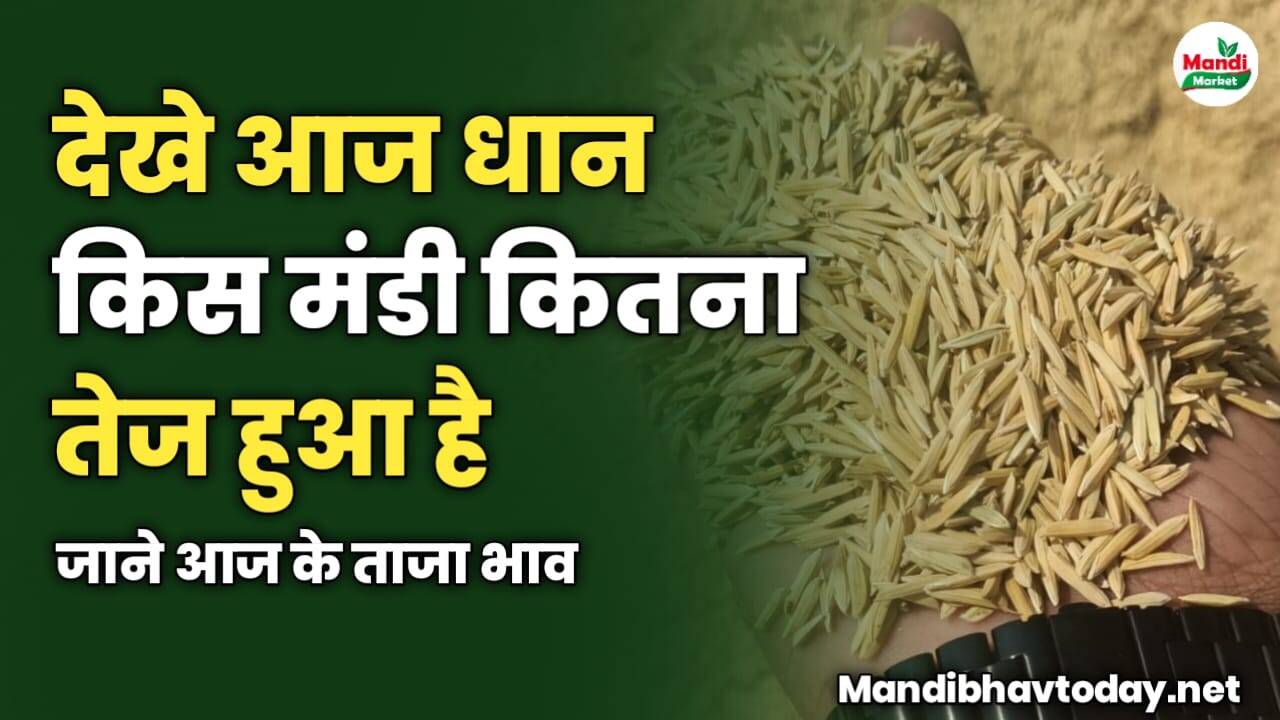 देखे आज धान किस मंडी कितना तेज हुआ है | जाने आज के ताजा भाव 
