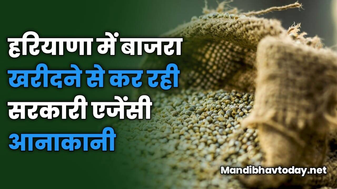 हरियाणा में बाजरा खरीदने से कर रही सरकारी एजेंसी आनाकानी | जाने इस रिपोर्ट में