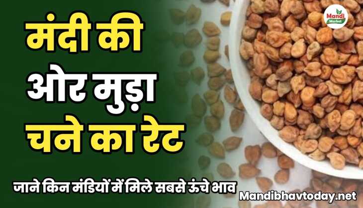 मंदी की ओर मुड़ा चने का रेट। जाने क्या मंडियों में मिले सबसे ऊंचे भाव chane ke taja mandi bhav 10 january 2025