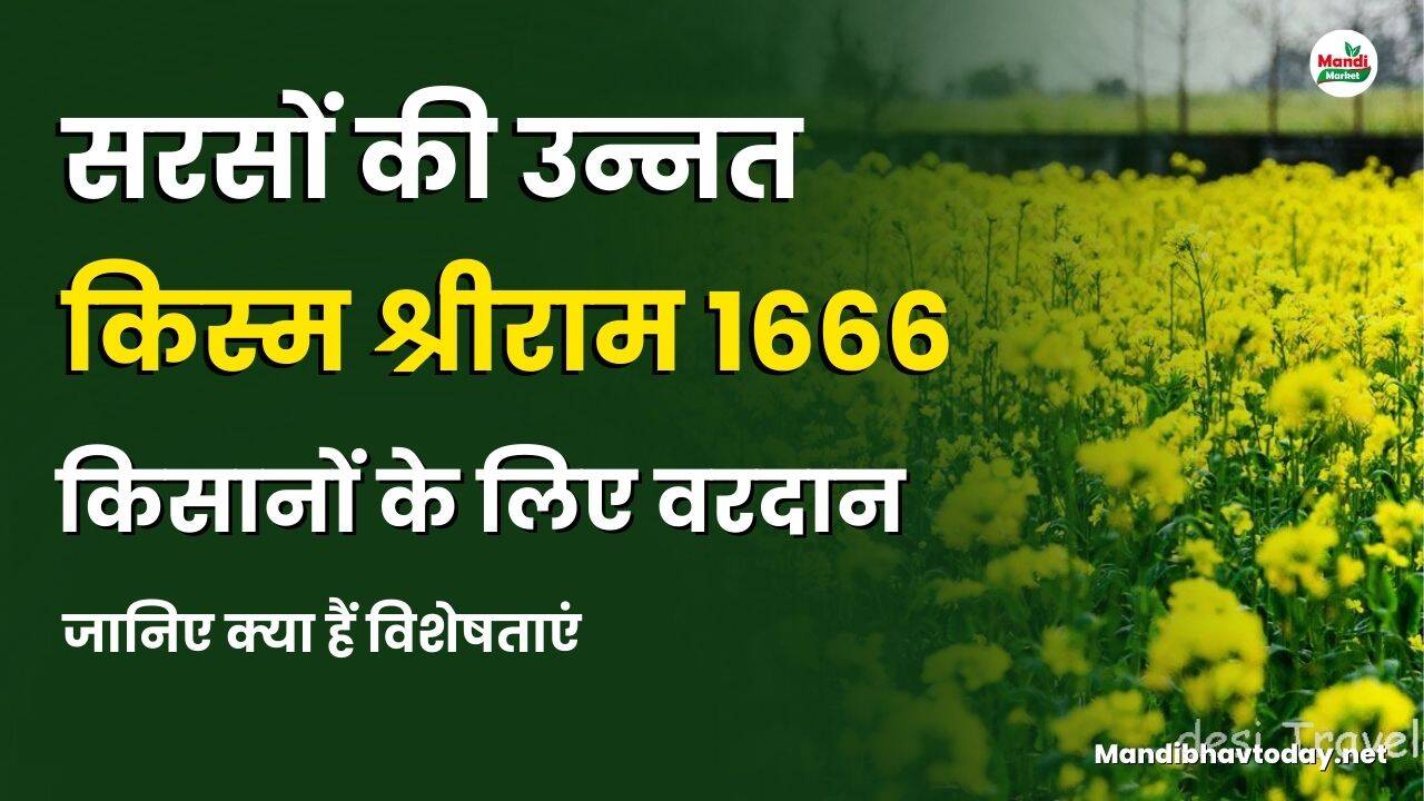 सरसों की उन्नत किस्म श्रीराम 1666, उत्तर भारत के किसानों के लिए वरदान, जानिए क्या हैं विशेषताएं।