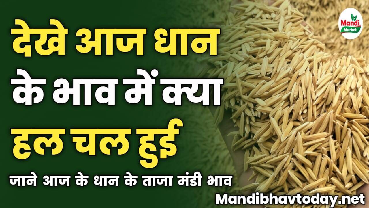 देखे आज धान के भाव में क्या हल चल हुई | जाने आज के धान के ताजा मंडी भाव