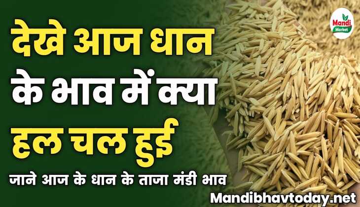 देखे आज धान के भाव में क्या हल चल हुई | जाने आज के धान के ताजा मंडी भाव 