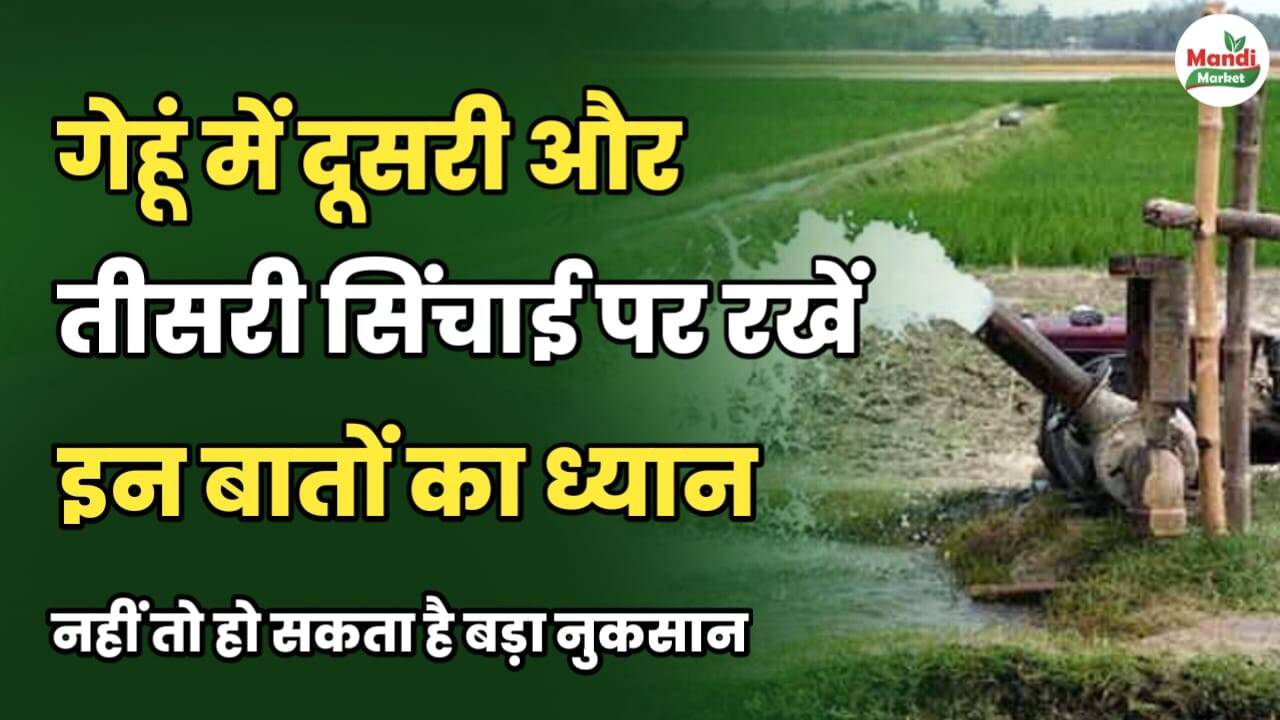 गेहूं में दूसरी और तीसरी सिंचाई पर रखें इन बातों का ध्यान | नहीं तो होगा बड़ा नुकसान