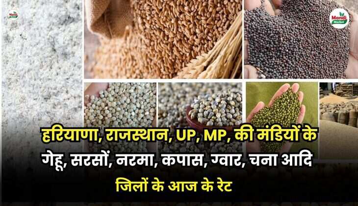  हरियाणा, राजस्थान, UP, MP, की मंडियों के गेहू, सरसों, नरमा, कपास, ग्वार, चना आदि | जिलों के आज के रेट 10 जुलाई 25