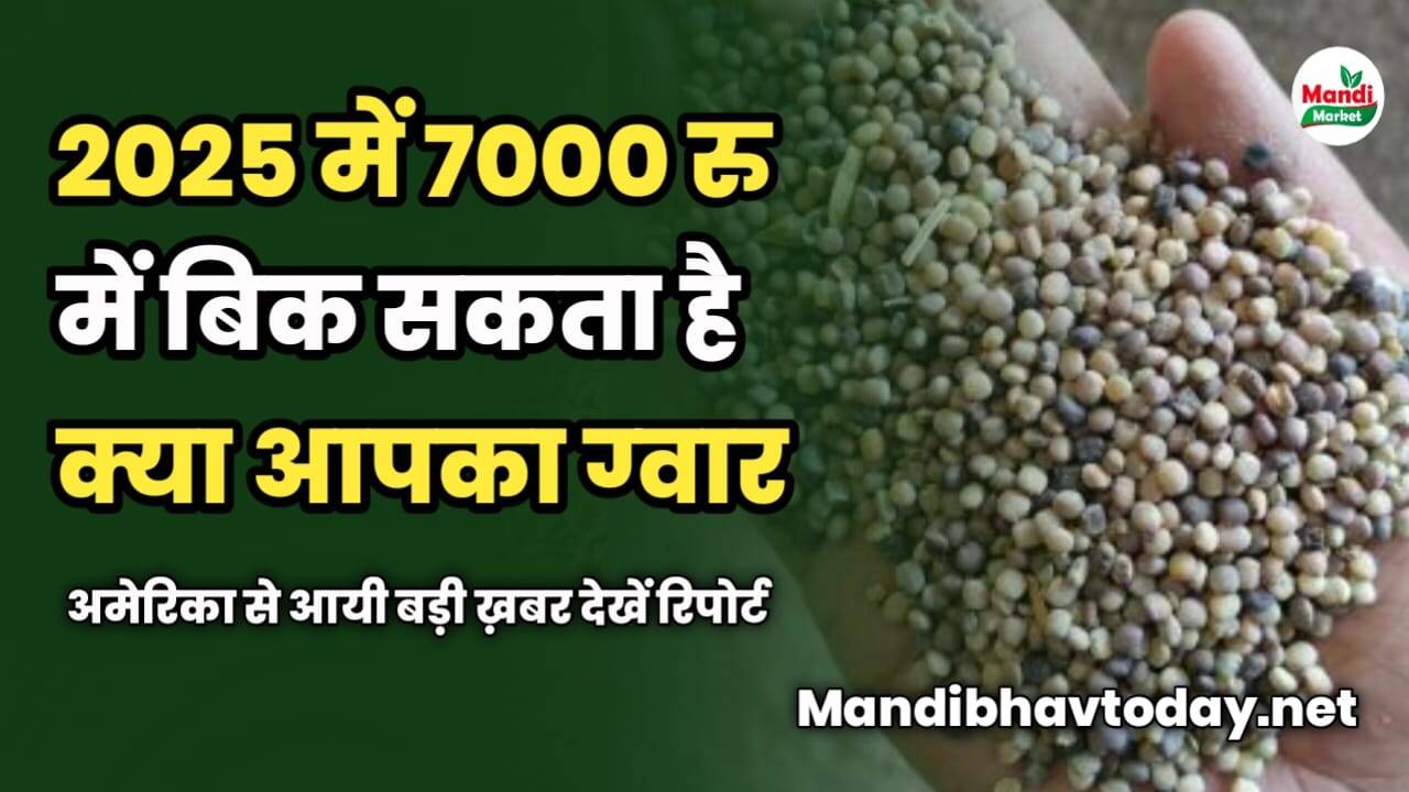 अमेरिका से आयी बड़ी ख़बर | 2025 में 7000 रु में बिकेगा आपका ग्वार | देखें रिपोर्ट