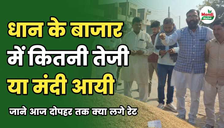 बासमती धान के बाजार में कितनी तेजी या मंदी आयी | जाने दोपहर तक क्या लगे रेट