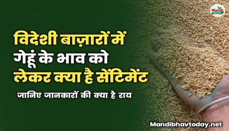 विदेशी बाज़ारों में गेहूं के भाव को लेकर क्या है सेंटिमेंट | जानिए जानकारों की क्या है राय