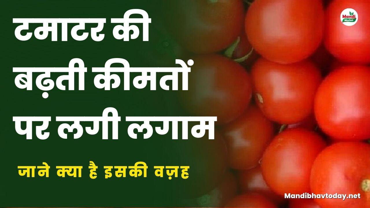 टमाटर की बढ़ती कीमतों पर लगी लगाम | जाने क्या है इसकी वज़ह