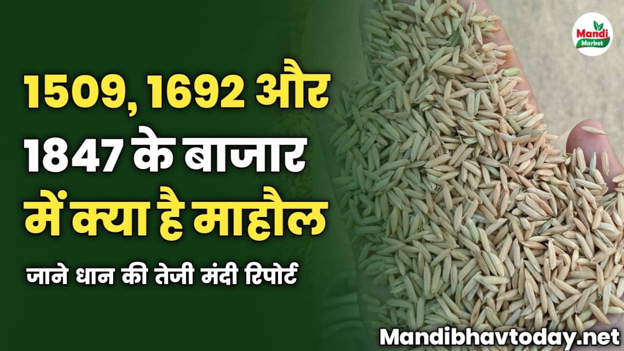 1509, 1692 और 1847 के बाजार में क्या है माहौल | जाने धान की तेजी मंदी रिपोर्ट