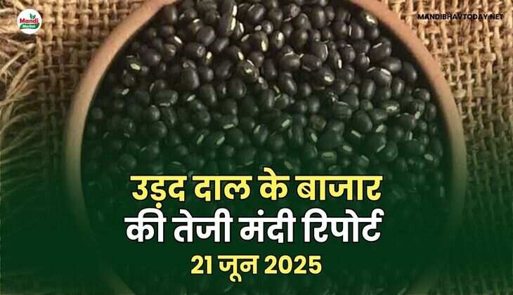 उड़द तेजी मंदी रिपोर्ट - 21  जून 2025