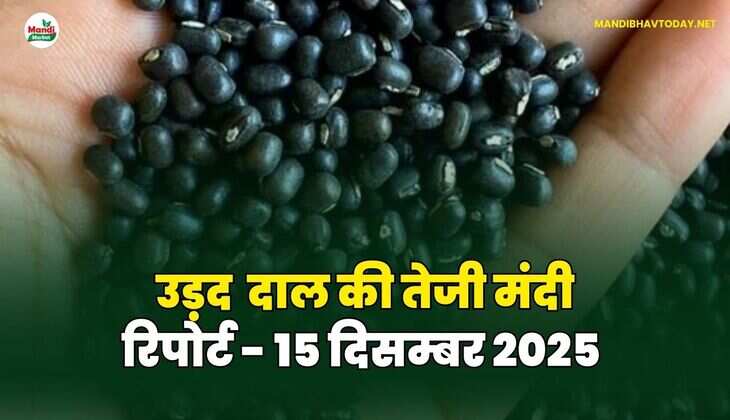 उड़द दाल की तेजी मंदी रिपोर्ट - 15 दिसम्बर 2025