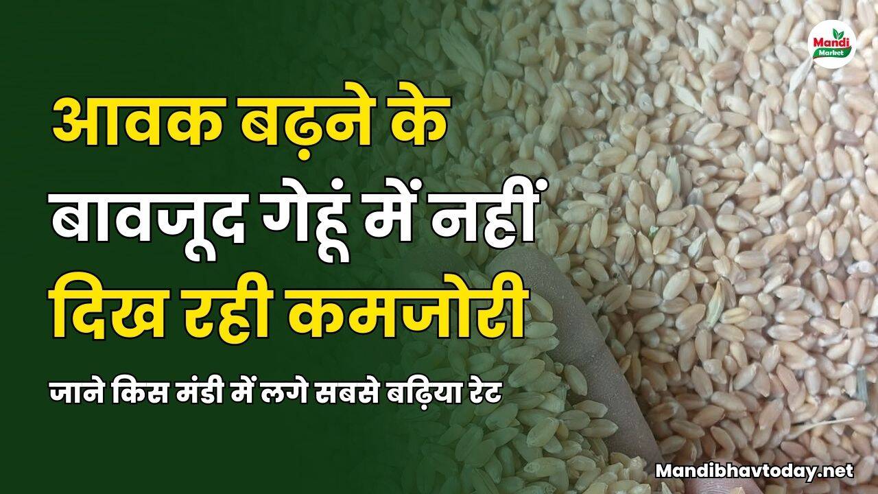 आवक बढ़ने के बावजूद गेहूं में नहीं दिख रही कमजोरी | जाने किस मंडी में लगे सबसे बढ़िया रेट