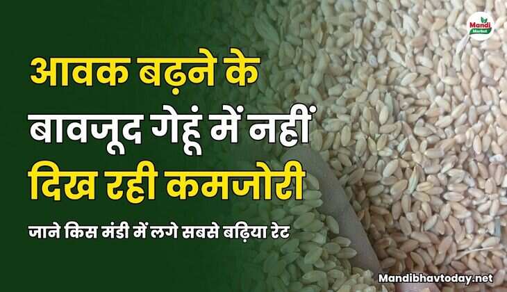 आवक बढ़ने के बावजूद गेहूं में नहीं दिख रही कमजोरी | जाने किस मंडी में लगे सबसे बढ़िया रेट