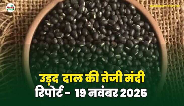 उड़द दाल की तेजी मंदी रिपोर्ट - 19 नवंबर 2025