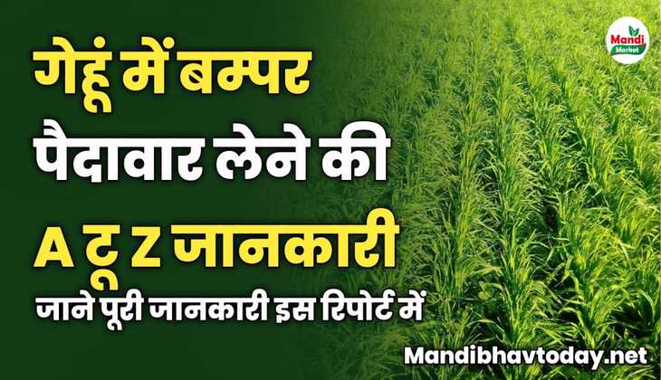 गेहूं में बम्पर पैदावार लेने की A टू Z जानकारी | फटाफट देखें