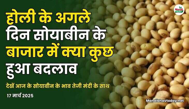 देखें आज के सोयाबीन के भाव तेजी मंदी के साथ