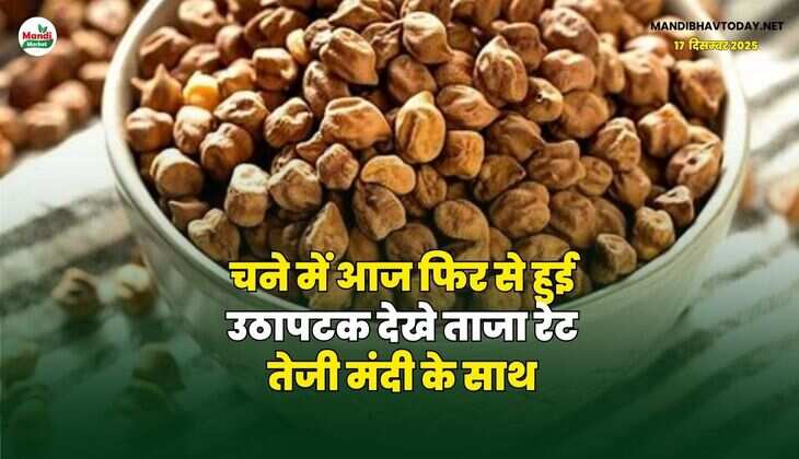 चने में आज फिर से हुई उठापटक | देखे ताजा रेट तेजी मंदी के साथ