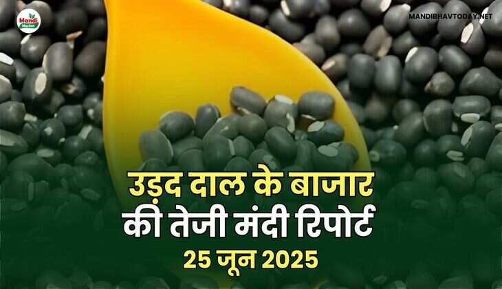 उड़द तेजी मंदी रिपोर्ट - 24 जून 2025