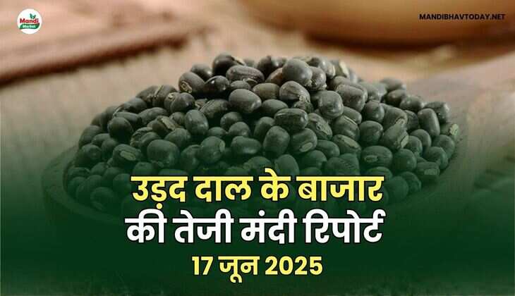 उड़द तेजी मंदी रिपोर्ट -17  जून 2025