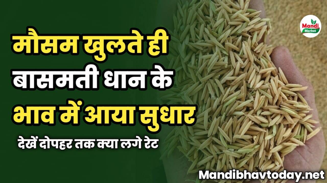 मौसम खुलते ही बासमती धान के भाव में आया सुधार | देखें दोपहर तक क्या लगे रेट