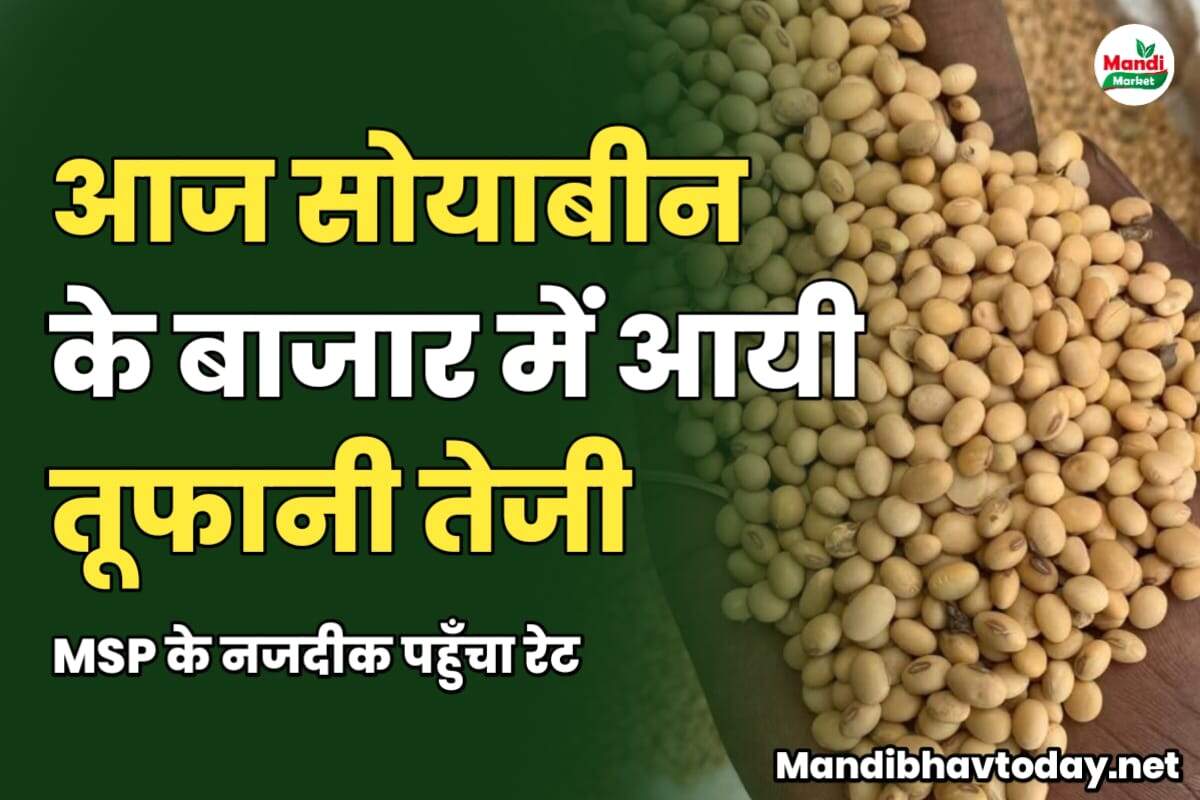 आज सोयाबीन के बाजार में आयी तूफानी तेजी | MSP के नजदीक पहुँचा रेट