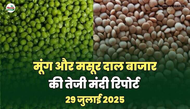 मसूर और मूंग  दाल की तेजी मंदी रिपोर्ट -29   जुलाई 2025