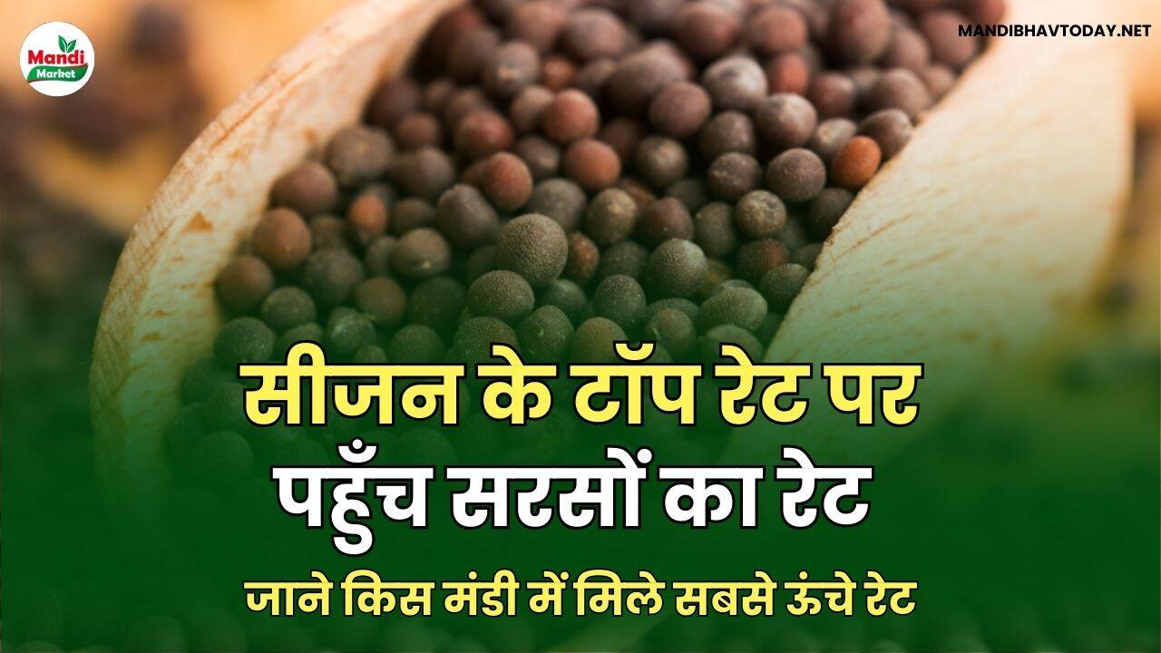 सीजन के टॉप रेट पर पहुँच सरसों का रेट | जाने किस मंडी में मिले सबसे ऊंचे रेट