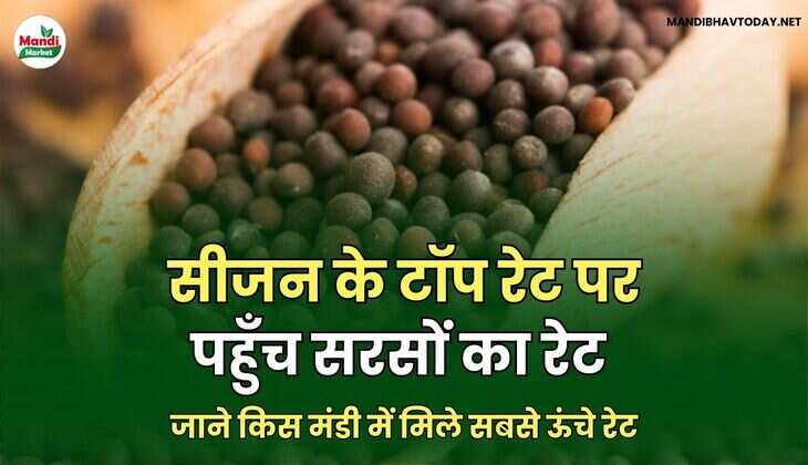 सीजन के टॉप रेट पर पहुँच सरसों का रेट | जाने किस मंडी में मिले सबसे ऊंचे रेट