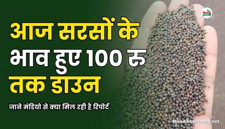 आज सरसों के भाव हुए 100 रु तक डाउन | जाने मंडियो से क्या मिल रही है रिपोर्ट