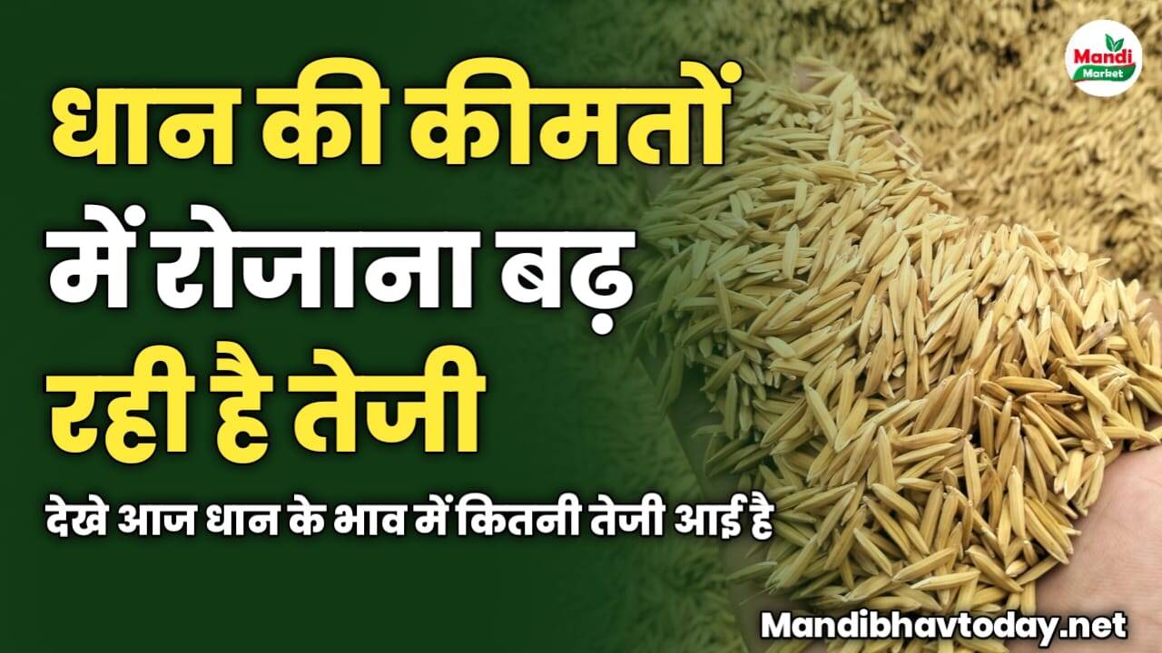 धान की कीमतों में रोजाना बढ़ रही है तेजी | देखे आज धान के भाव में कितनी तेजी आई है 
