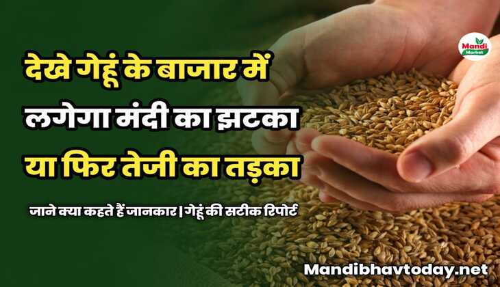 गेहूं के बाजार में लगेगा मंदी का झटका या फिर तेजी का तड़का | जाने क्या कहते हैं जानकार | गेहूं की सटीक रिपोर्ट