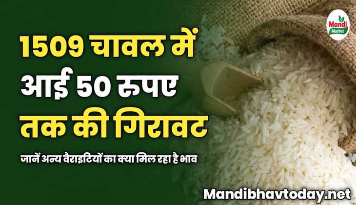1509 चावल के भाव में आई 50 रुपए तक की गिरावट | जानें अन्य वैराइटियों का क्या मिल रहा है भाव