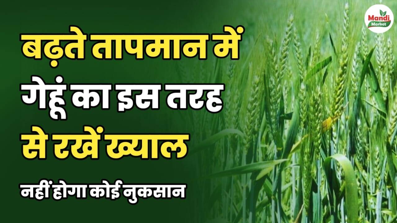 बढ़ते तापमान में गेहूं का इस तरह से रखें ख्याल | नहीं होगा कोई नुकसान