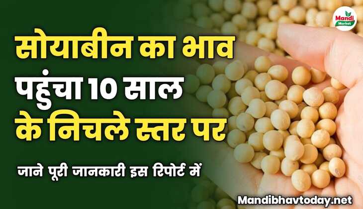 सोयाबीन का भाव पहुंचा 10 साल के निचले स्तर पर | जाने पूरी जानकारी इस रिपोर्ट में 
