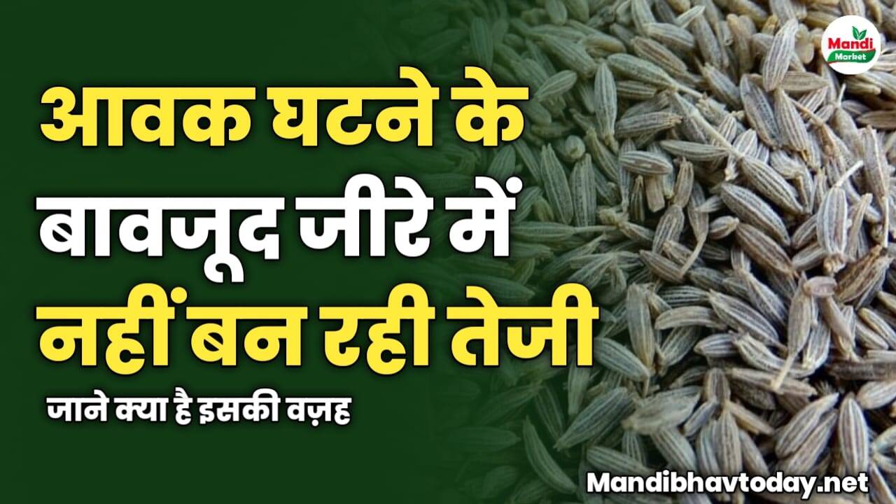 आवक घटने के बावजूद जीरे में नहीं बन रही तेजी | जाने क्या है इसकी वज़ह