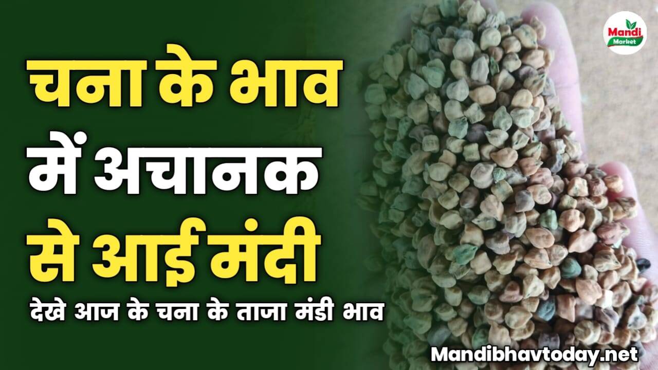 चना के भाव में अचानक से आई मंदी | देखे आज के चना के ताजा मंडी भाव