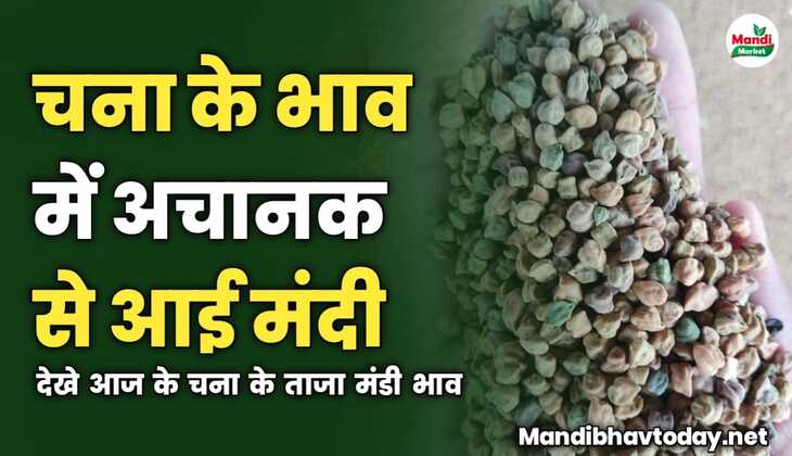 चना के भाव में अचानक से आई मंदी | देखे आज के चना के ताजा मंडी भाव 