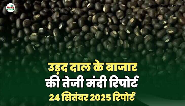 MANDIBHAVTODAY
