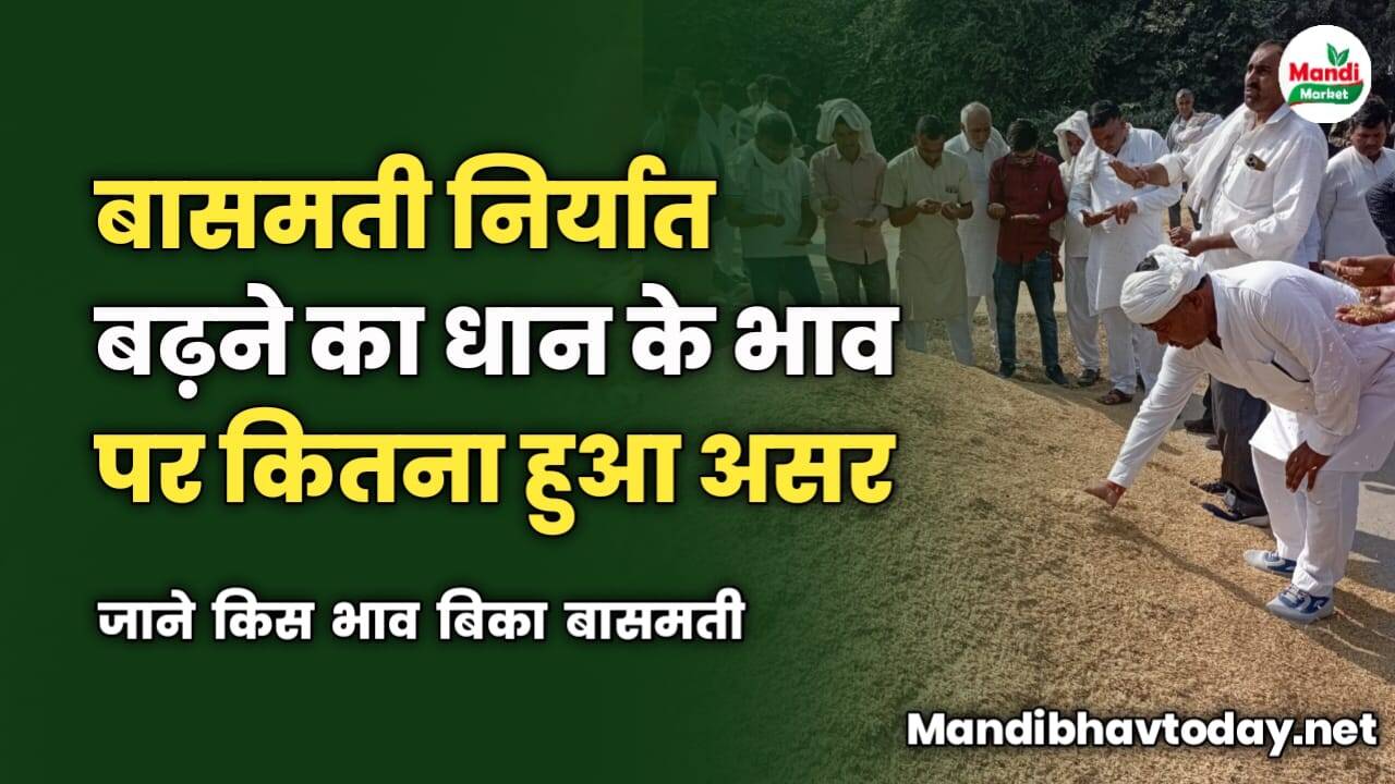 बासमती निर्यात बढ़ने का धान के भाव पर क्या हुआ असर | जाने किस भाव बिका बासमती