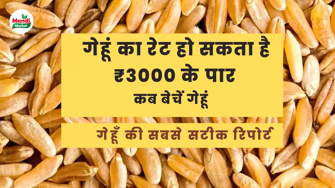 Wheat report