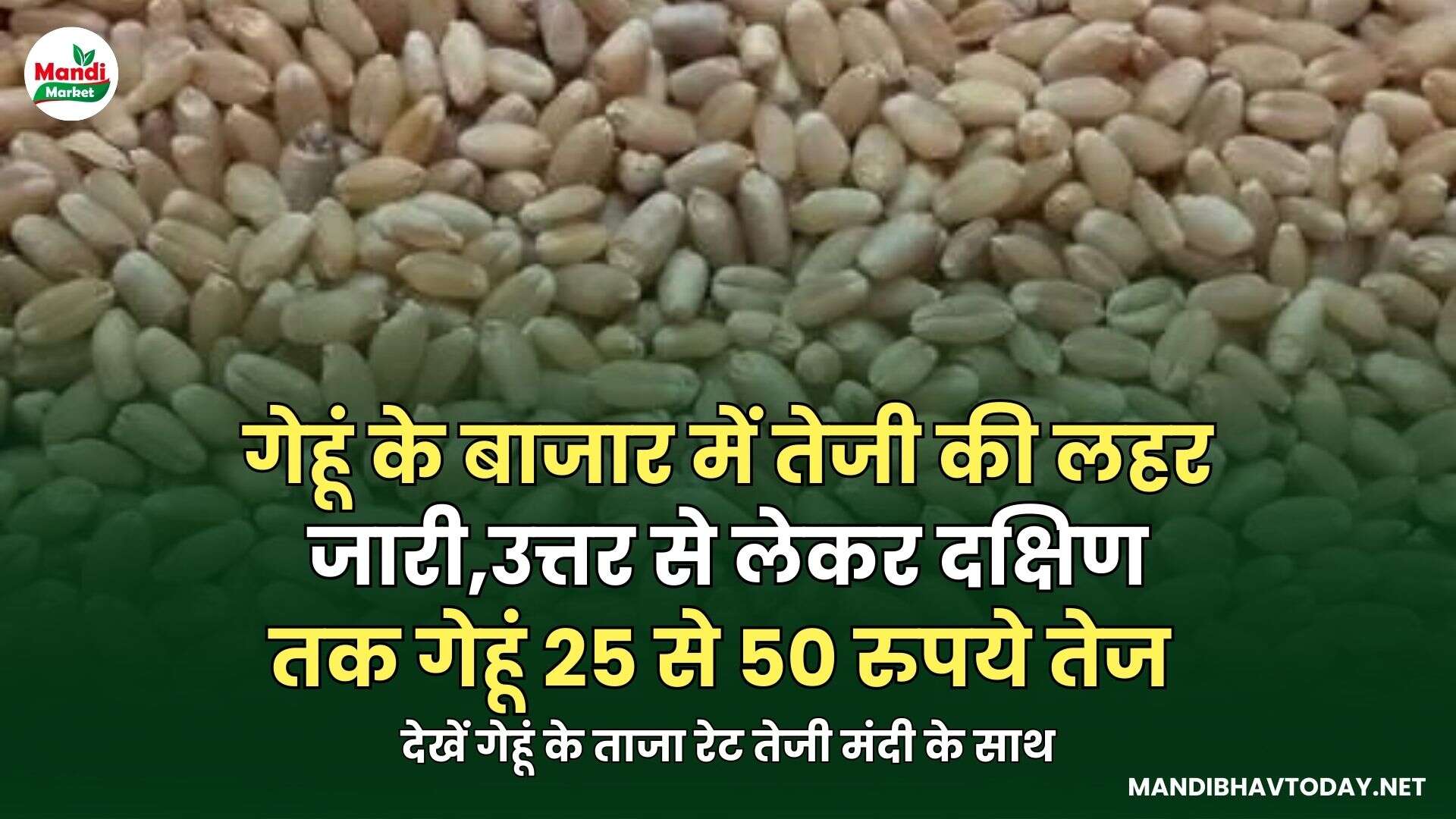 देखें गेहूं के ताजा रेट तेजी मंदी के साथ