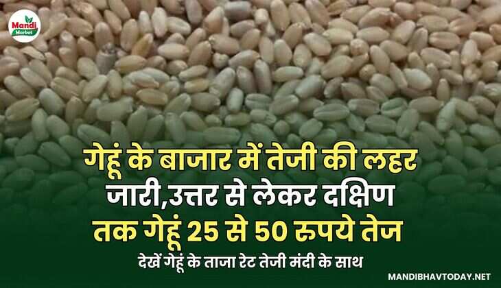 देखें गेहूं के ताजा रेट तेजी मंदी के साथ